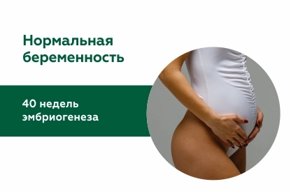 Нормальная беременность: 40 недель эмбриогенеза